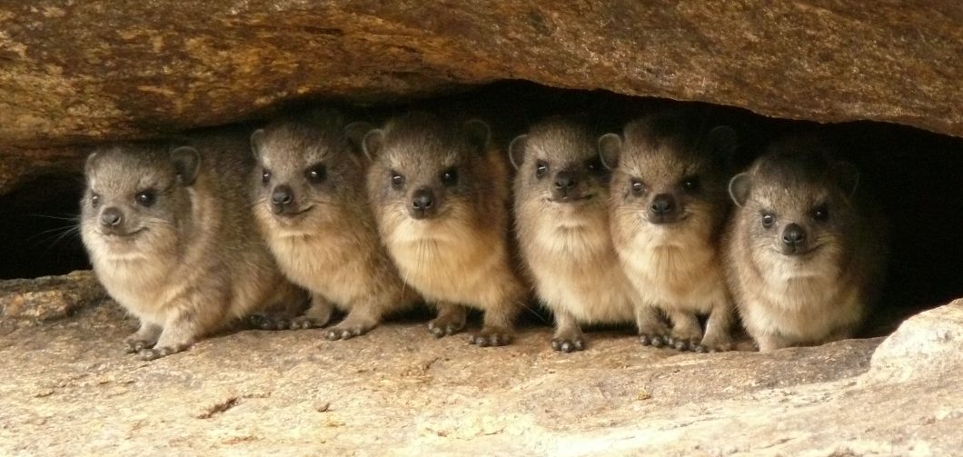 [:hu]Hyrax – egy kínzóeszköznek látszó fogszabályozó szerkezet története[:]